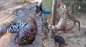 yaguareté- muerte.JPG