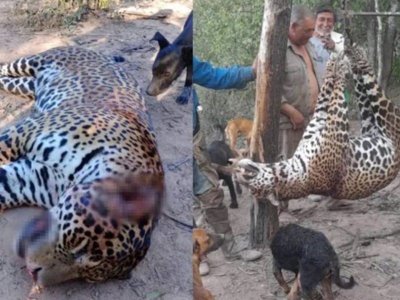 yaguareté- muerte.JPG