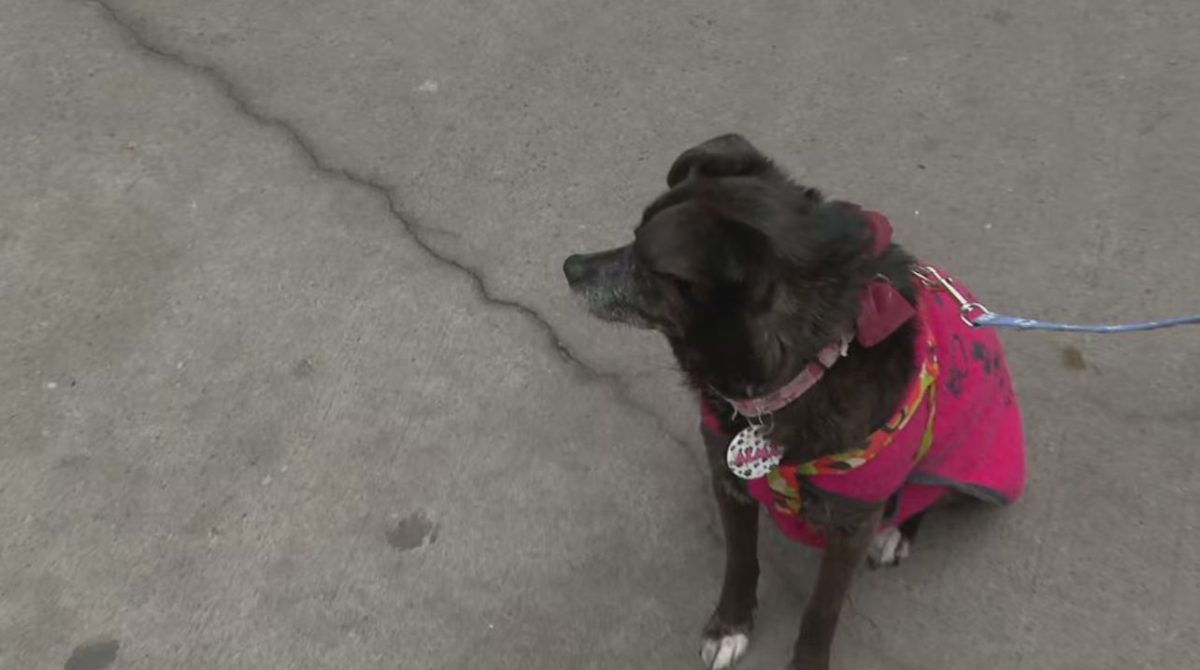 perrita alma.JPG