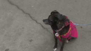 perrita alma.JPG