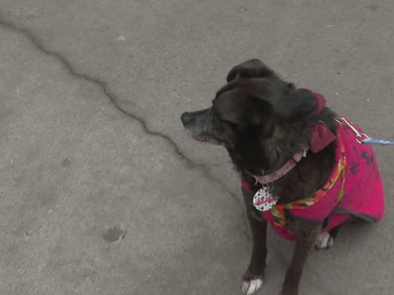 perrita alma.JPG