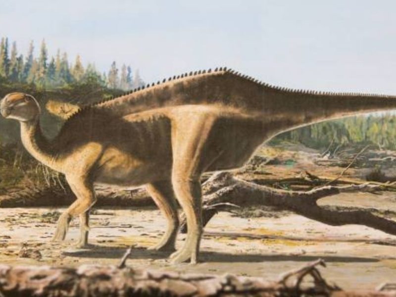 descubrieron-un-nuevo-dinosaurio-2084967.jpg