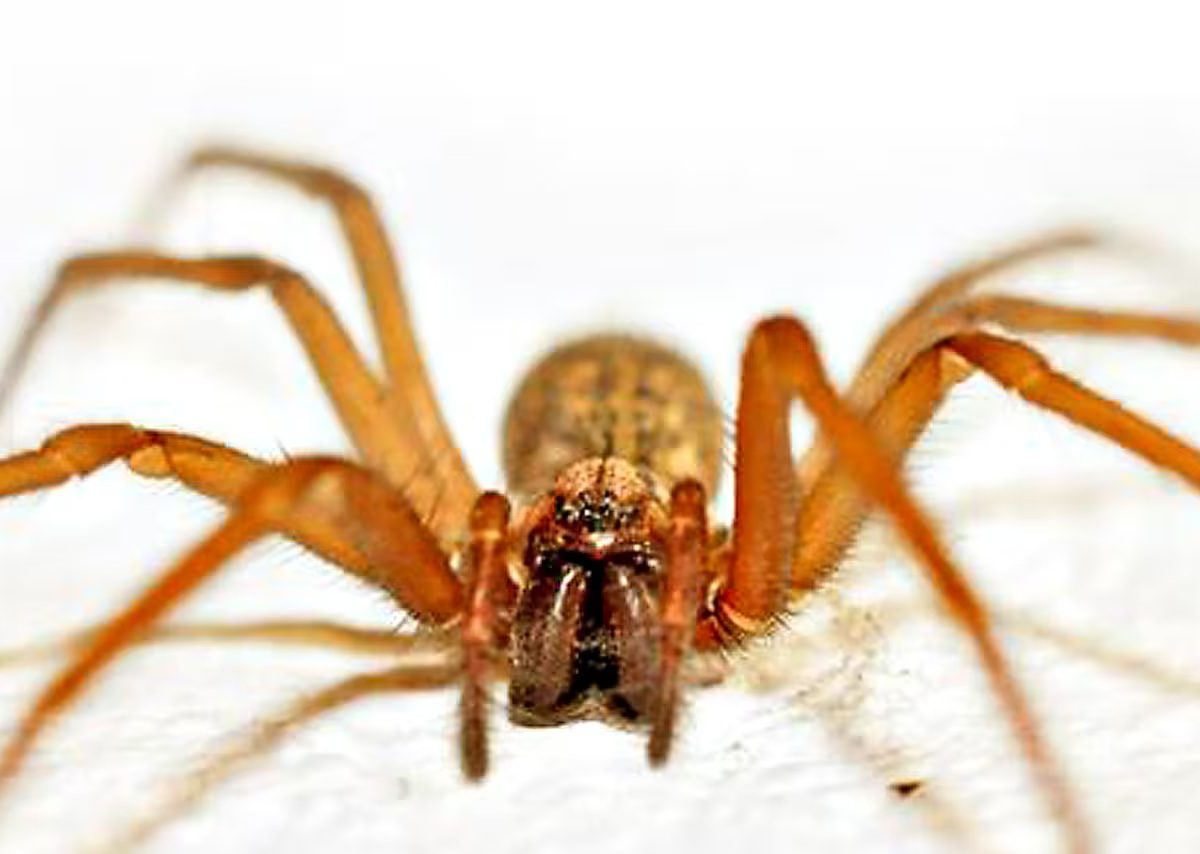ARAÑA DEL RINCON.jpg