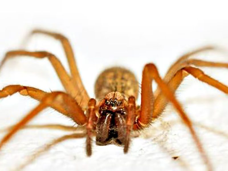 ARAÑA DEL RINCON.jpg