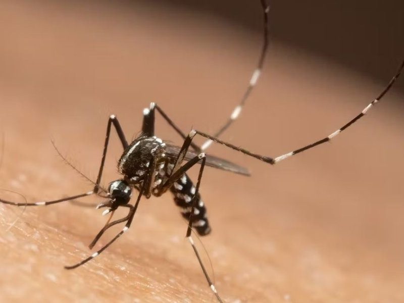 dengue.jpg