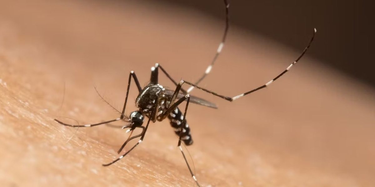dengue.jpg