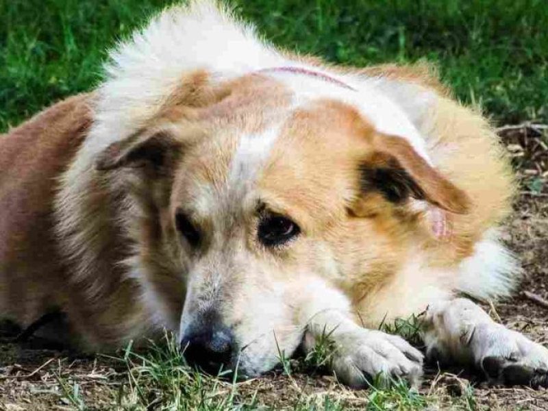 MIRADA-perro.jpg