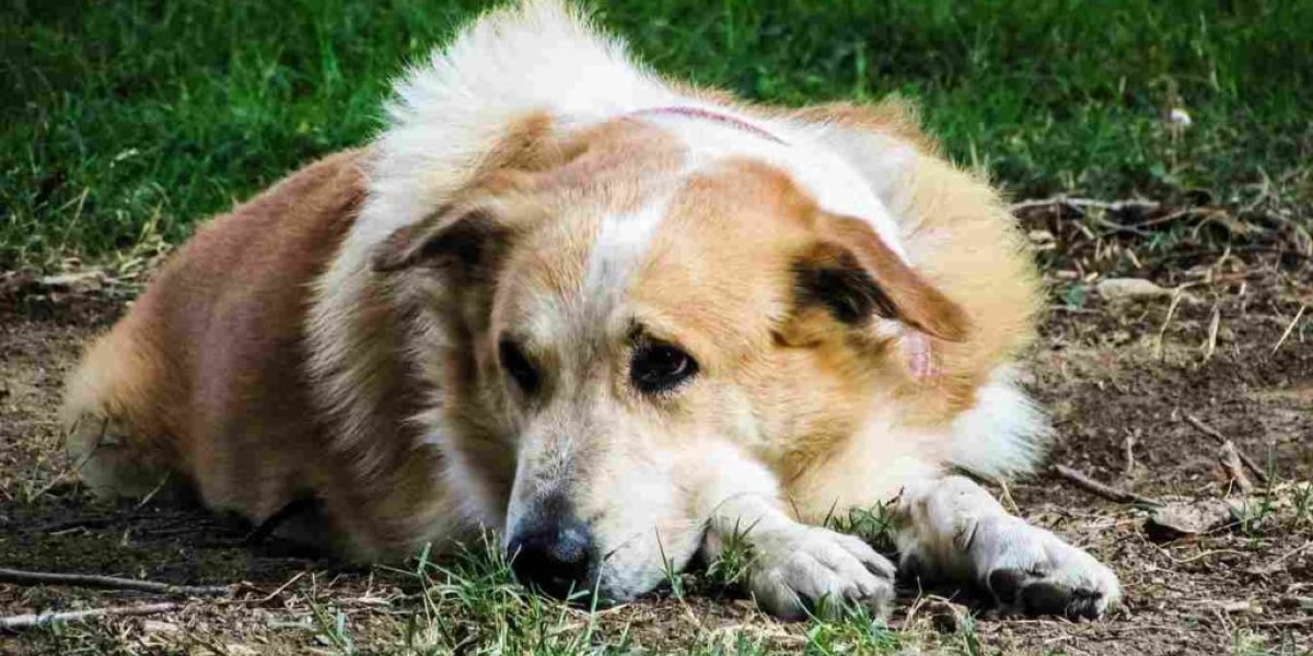 MIRADA-perro.jpg