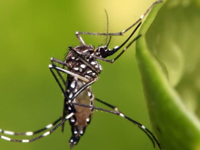 que-es-el-dengue-930x620.jpg