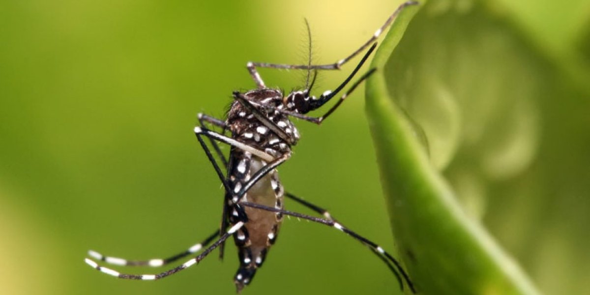que-es-el-dengue-930x620.jpg