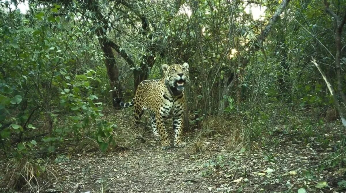 Yaguareté.jpg