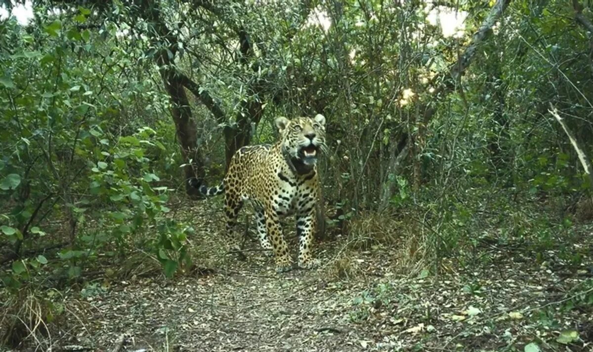Yaguareté.jpg