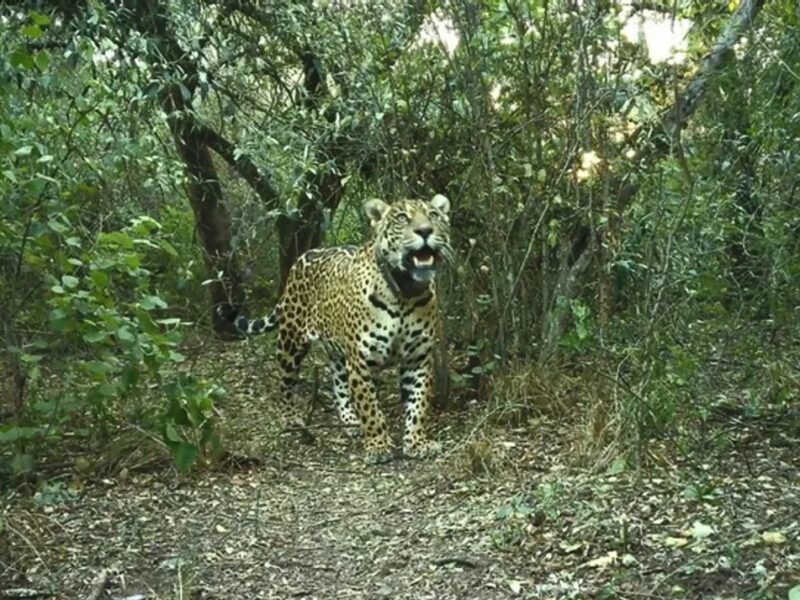 Yaguareté.jpg