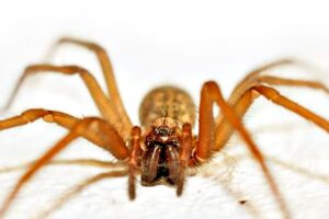 ARAÑA DEL RINCÓN.jpg