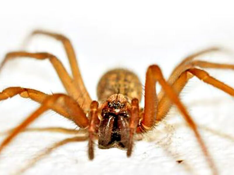 ARAÑA DEL RINCÓN.jpg