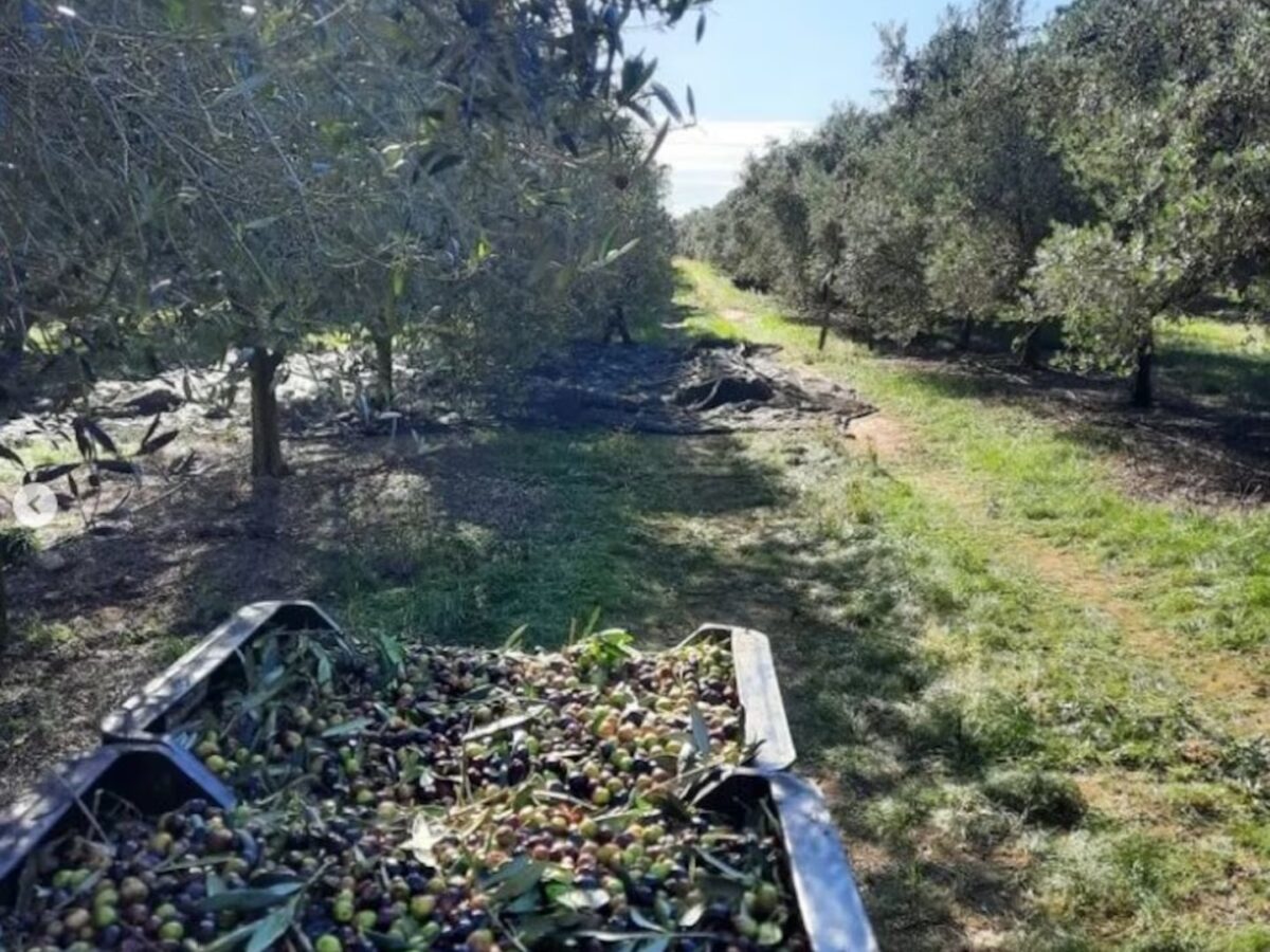 OLIVO.jpg
