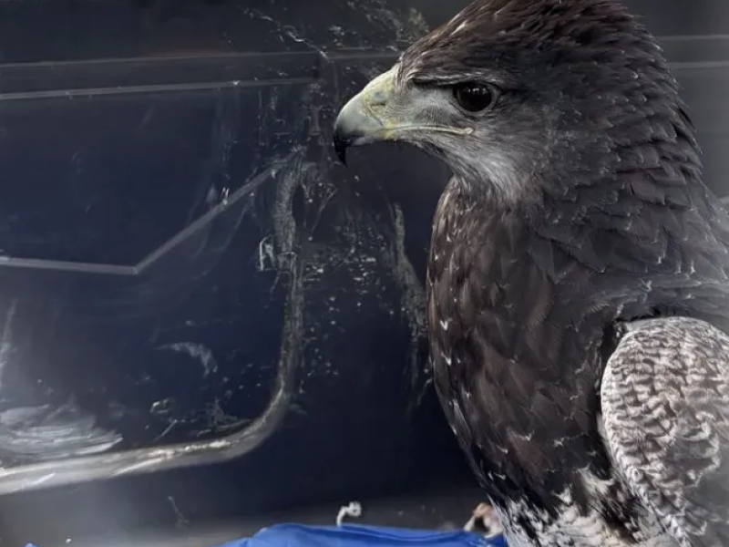 aguila.png