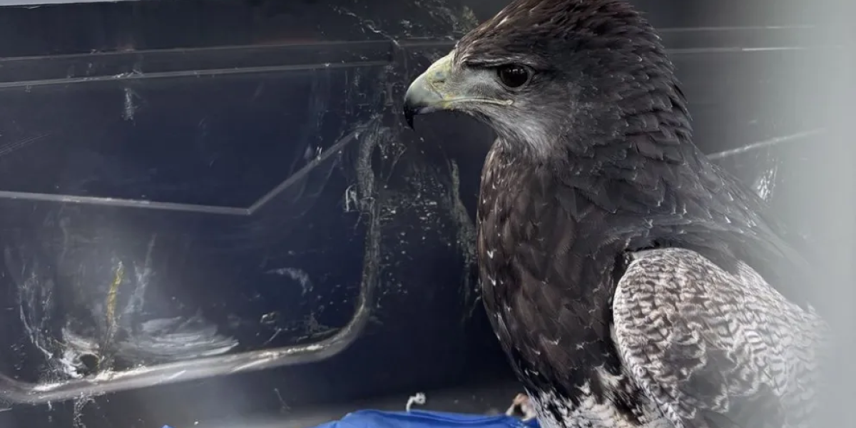 aguila.png