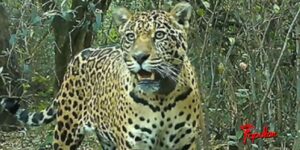 yaguarete-acai-20112025-2141021.jpg
