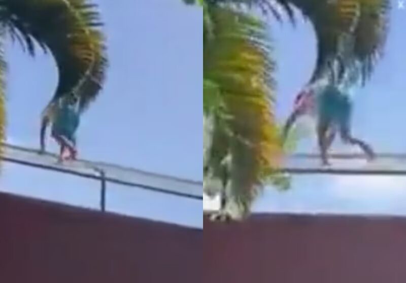 ZOOLOGICO.jpg