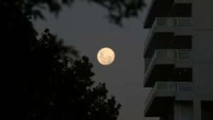 luna.jpg