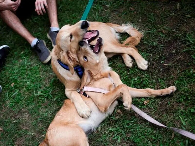 perros1.jpg