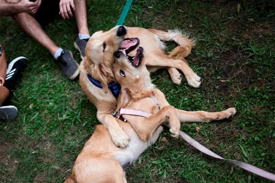 perros1.jpg