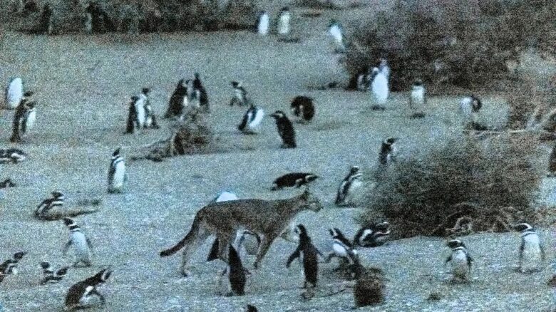 pinguinos.jpg
