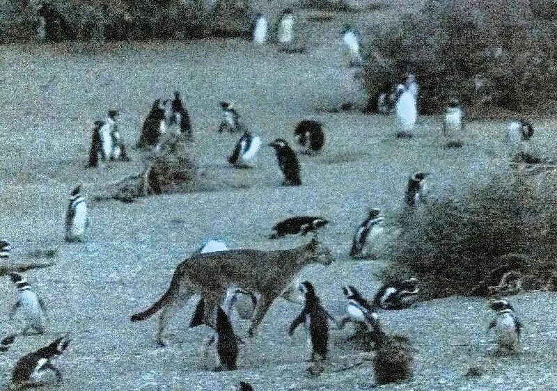 pinguinos.jpg