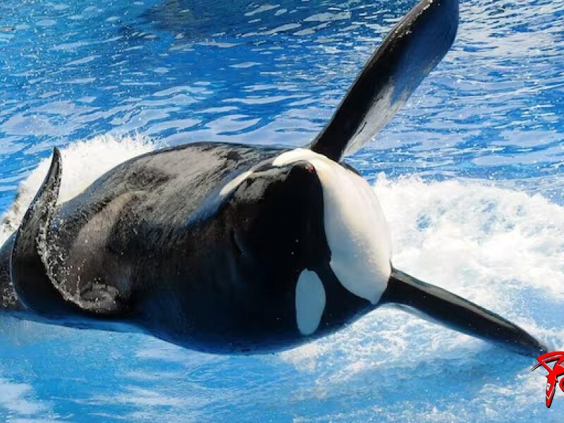 kshamenk-la-orca-en-cautiverio-en-mundo-marino-foto-ilustrativa-afp-4DIQQKH3SRAY5LCAKQCCBX3PRA.jpg
