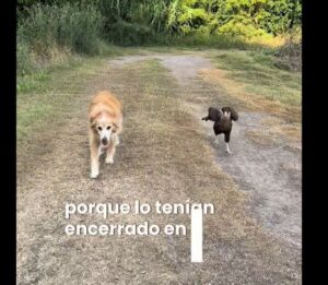cap video en tiktok-carancho.JPG