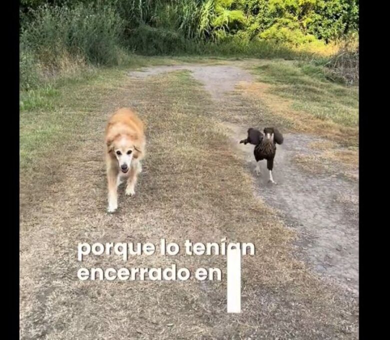 cap video en tiktok-carancho.JPG