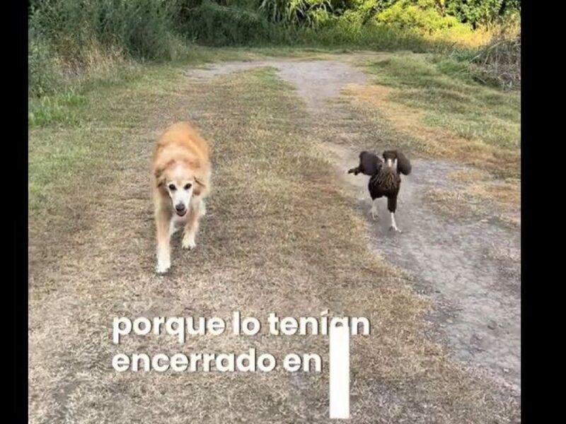 cap video en tiktok-carancho.JPG