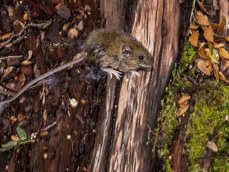 HANTAVIRUS.jpg