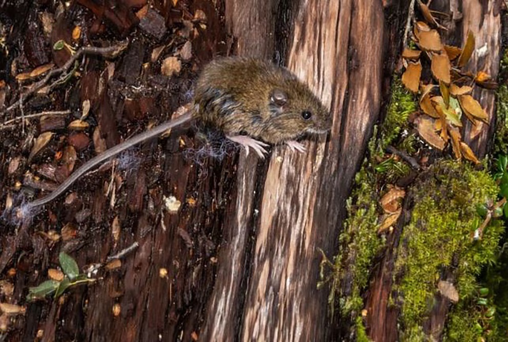 HANTAVIRUS.jpg
