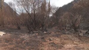 INCENDIOS.jpg