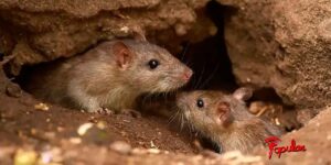 OTRA-MUERTE-POR-HANTAVIRUS.jpg
