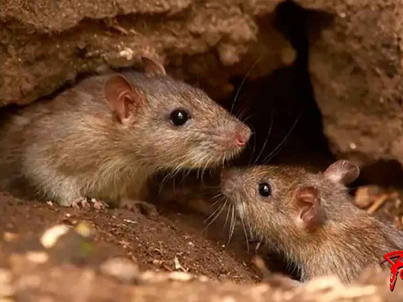 OTRA-MUERTE-POR-HANTAVIRUS.jpg