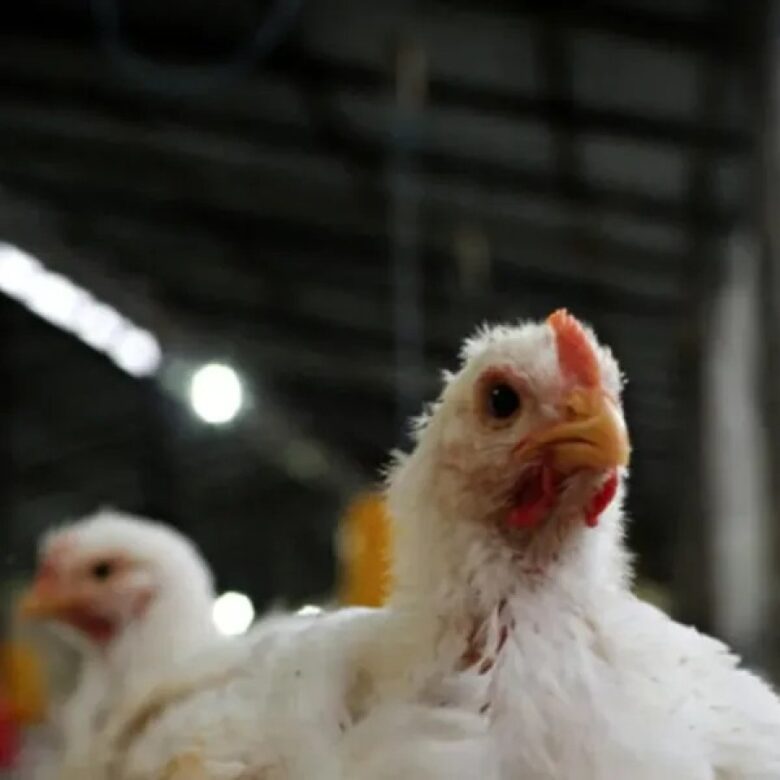 GALLINA.jpg