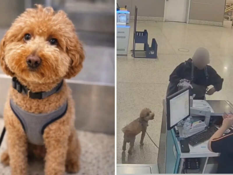 perrito-abandonado-en-el-aeropuerto-de-Las-Vegas-1.jpg