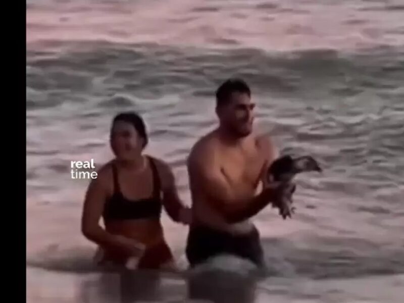PINGUINO.jpg