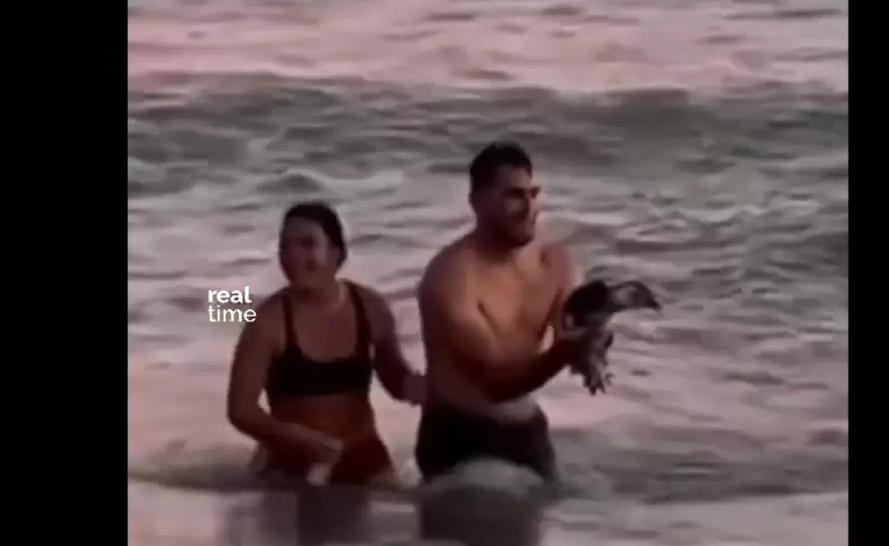 PINGUINO.jpg