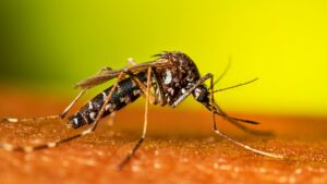 Aedes-albopictus-female-resting2-16-9.jpg