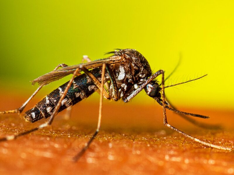 Aedes-albopictus-female-resting2-16-9.jpg