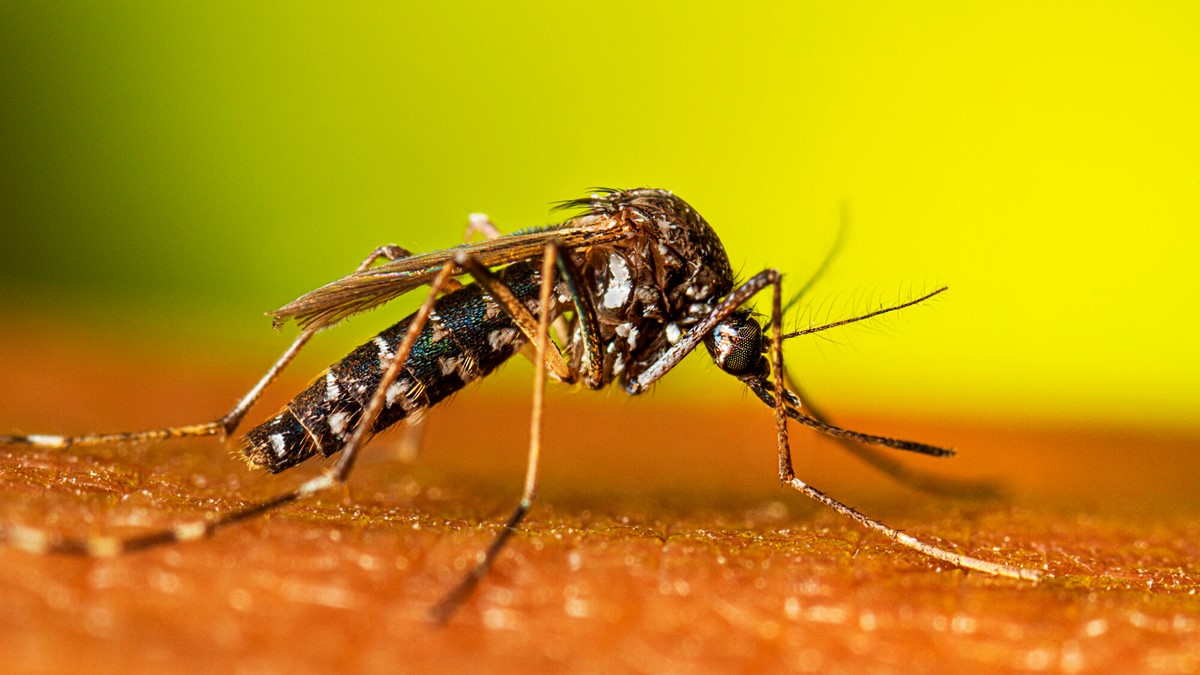 Aedes-albopictus-female-resting2-16-9.jpg