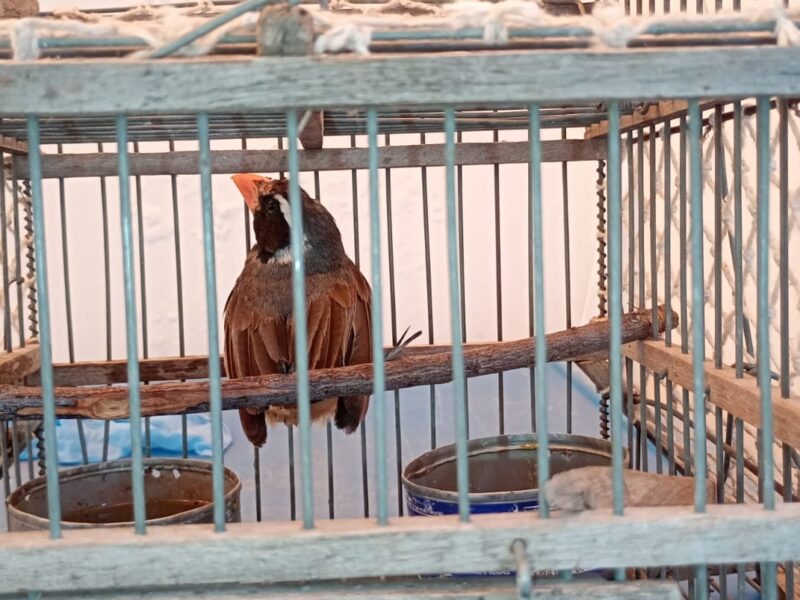 Fauna rescatada: una lechuza fracturada, una tortuga y aves decomisadas ingresaron al centro de conservación