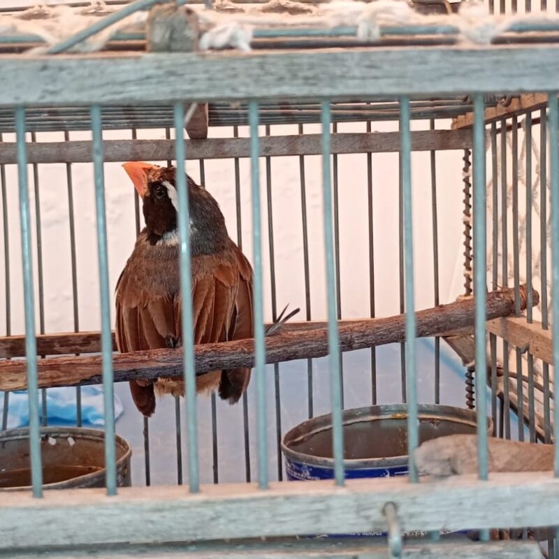 Fauna rescatada: una lechuza fracturada, una tortuga y aves decomisadas ingresaron al centro de conservación